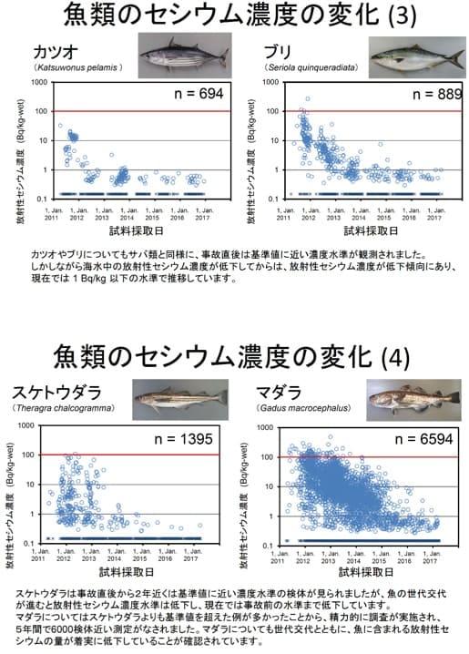 魚類のセシウム濃度の変化（３）