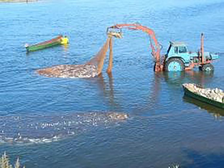 ロシア・オゼルナヤ河口での紅鮭漁
