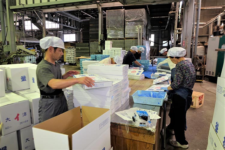 釜揚げシラスを箱詰めして築地市場へ