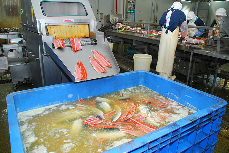 原料のサイズに合わせた濃度の塩水に24時間漬け込む