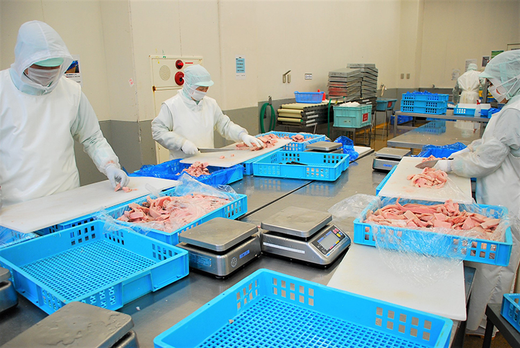 気仙沼は生鮮メカジキの水揚げ日本一。切身加工して出荷している