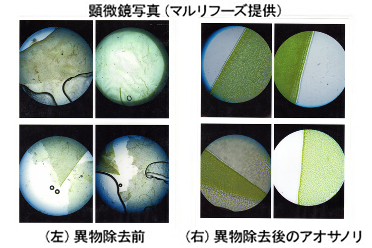 （左）異物除去前（右）異物除去後のアオサノリ