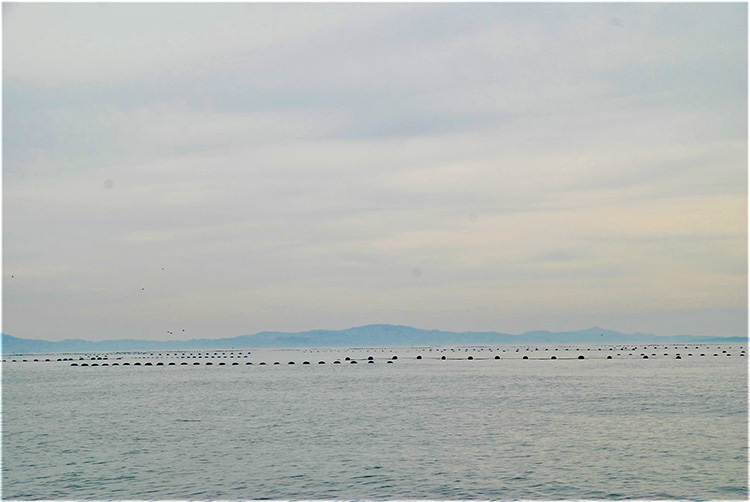 （外海）垂下式養殖と呼ばれる手法でカキが大きくなるのを待つ。水上からは浮きしか見えない