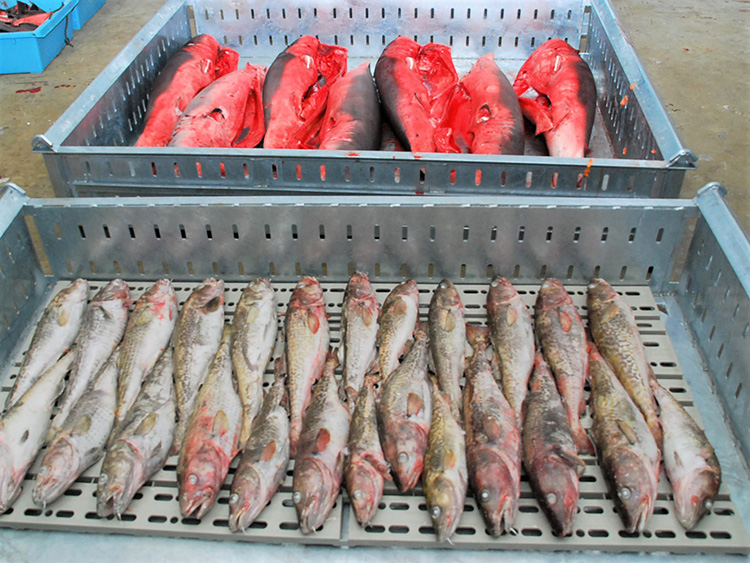 サメなど大型の魚種もそのまま凍結できるカツオボックス（冷凍パン）