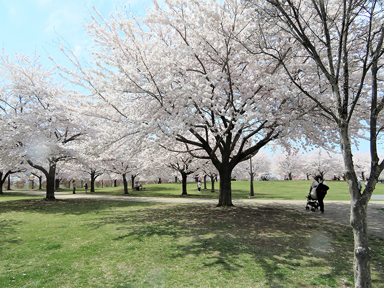 	4月下旬、桜が満開の八戸市新井田公園