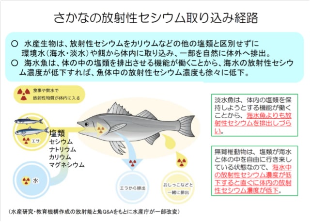 さかなの放射性セシウム取り込み経路