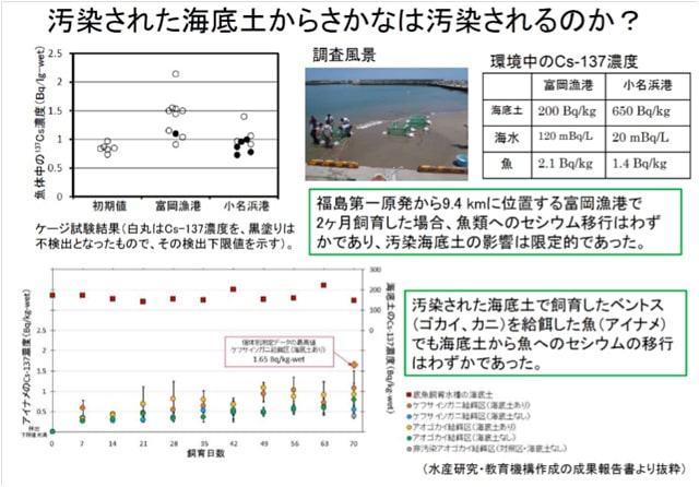 汚染された海底土からさかなは汚染されるのか？