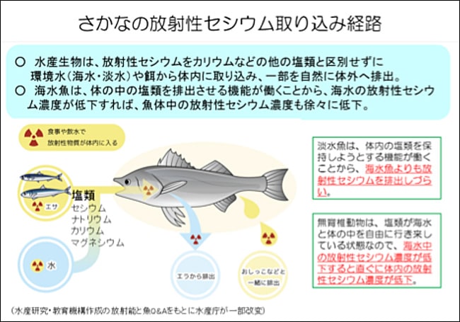 さかなの放射性セシウム取り込み経路