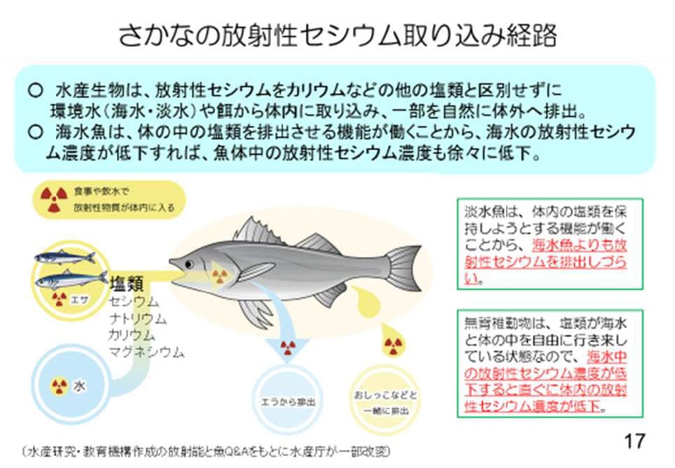 さかなの放射性セシウム取り込み経路